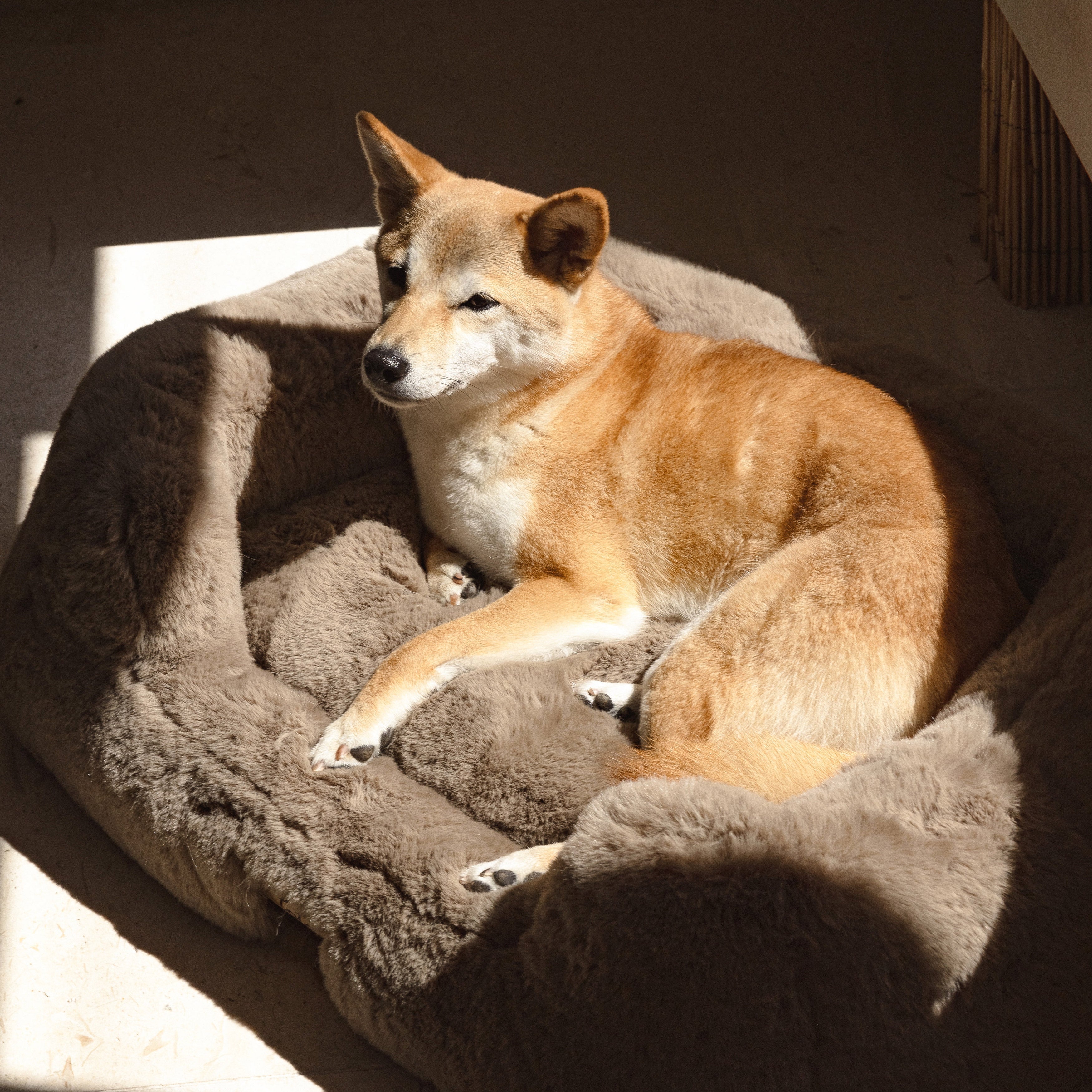 The Lola Pet Bed