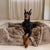 The Lola Pet Bundle